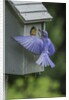 Eastern Bluebird by Anonymous