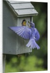Eastern Bluebird by Anonymous