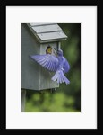 Eastern Bluebird by Anonymous