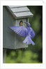 Eastern Bluebird by Anonymous