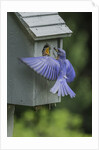 Eastern Bluebird by Anonymous