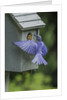 Eastern Bluebird by Anonymous