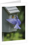 Eastern Bluebird by Anonymous