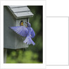 Eastern Bluebird by Anonymous
