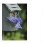 Eastern Bluebird by Anonymous