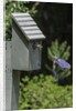Eastern Bluebird by Anonymous