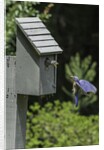 Eastern Bluebird by Anonymous
