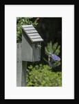 Eastern Bluebird by Anonymous