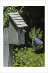 Eastern Bluebird by Anonymous