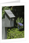 Eastern Bluebird by Anonymous