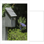 Eastern Bluebird by Anonymous