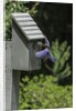 Eastern Bluebird by Anonymous