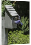 Eastern Bluebird by Anonymous