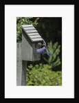 Eastern Bluebird by Anonymous