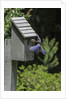 Eastern Bluebird by Anonymous