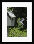 Eastern Bluebird by Anonymous