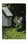 Eastern Bluebird by Anonymous