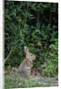 Eastern Cottontail Rabbit by Anonymous