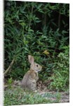 Eastern Cottontail Rabbit by Anonymous