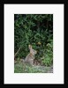 Eastern Cottontail Rabbit by Anonymous