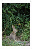 Eastern Cottontail Rabbit by Anonymous