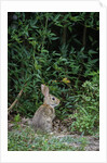 Eastern Cottontail Rabbit by Anonymous