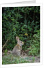 Eastern Cottontail Rabbit by Anonymous