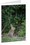 Eastern Cottontail Rabbit by Anonymous