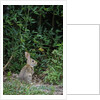 Eastern Cottontail Rabbit by Anonymous