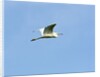 Great Egret by Anonymous