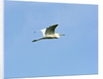 Great Egret by Anonymous
