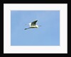 Great Egret by Anonymous