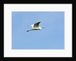 Great Egret by Anonymous