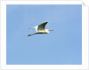 Great Egret by Anonymous