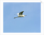 Great Egret by Anonymous