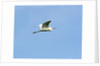 Great Egret by Anonymous