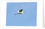 Great Egret by Anonymous