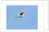 Great Egret by Anonymous