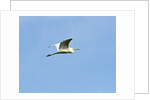 Great Egret by Anonymous