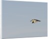 Black-crowned Night Heron by Anonymous
