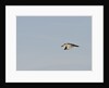 Black-crowned Night Heron by Anonymous
