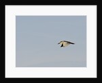 Black-crowned Night Heron by Anonymous