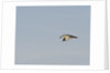 Black-crowned Night Heron by Anonymous