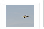 Black-crowned Night Heron by Anonymous