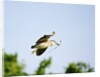 Black-crowned Night Heron by Anonymous