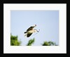 Black-crowned Night Heron by Anonymous