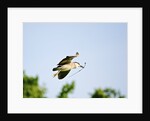 Black-crowned Night Heron by Anonymous