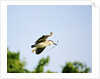 Black-crowned Night Heron by Anonymous