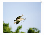 Black-crowned Night Heron by Anonymous