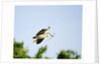 Black-crowned Night Heron by Anonymous